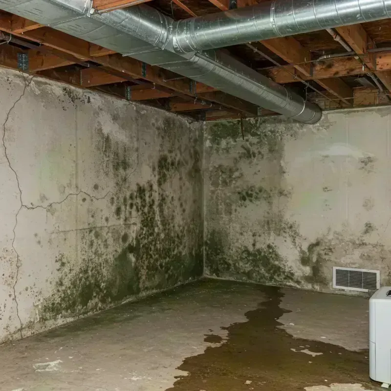 Professional Mold Removal in Erie, CO